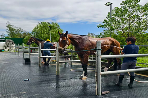 A Shanghai Equestrian Center